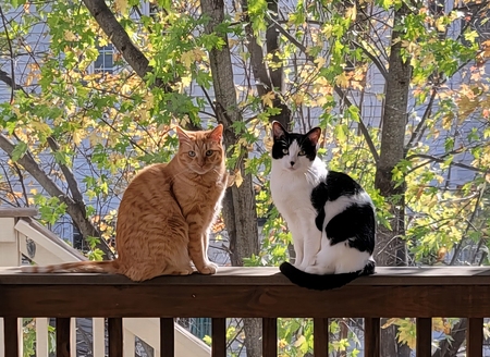 Milo and Otis