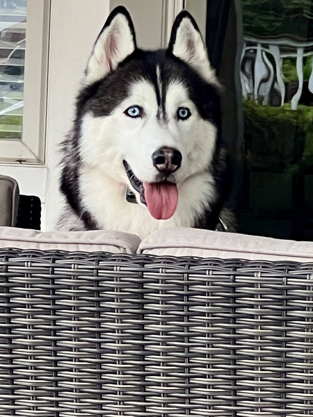 Toby