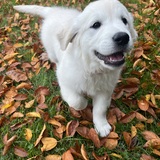 Entry image for Nala