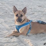 Entry image for Sheba
