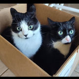 Entry image for Squirt and Saulie