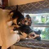 Entry image for Remi and Sundae