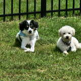 Entry image for Turbo, left and Winston, right