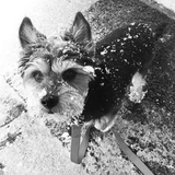 Entry image for Winston 