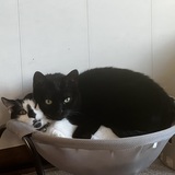 Entry image for Bitsy & Oreo
