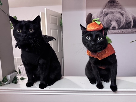 Guido & Grayson
