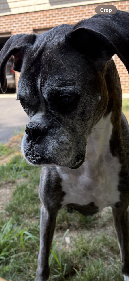 Gus