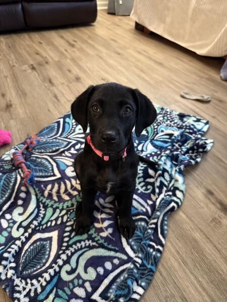 Millie