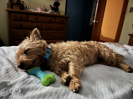 Jakey