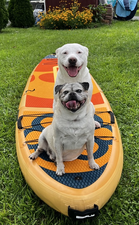Zeke (white), Rocco (Pug-mix)
