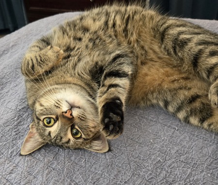 Harper