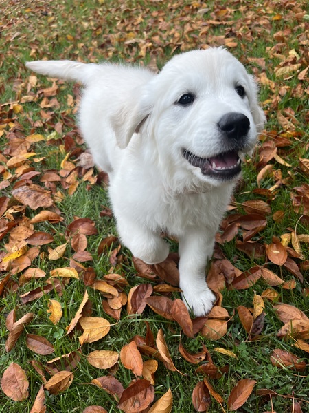 Entry image for Nala. Clicking this image will show a larger photo