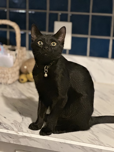 Odysseus 