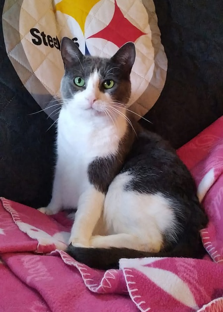 Gato