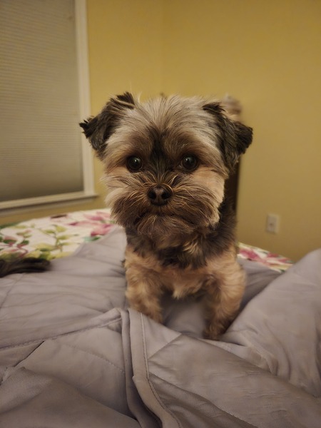 Isabella