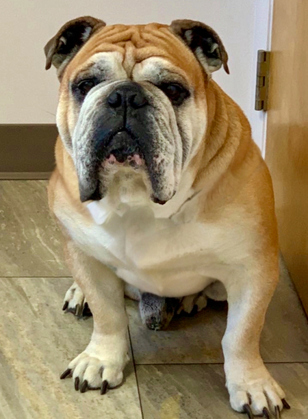 Dozer