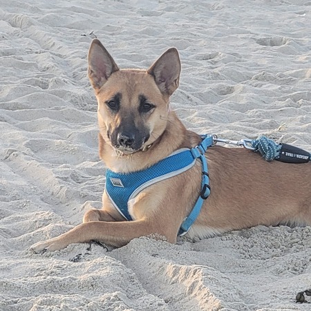 Entry image for Sheba. Clicking this image will show a larger photo
