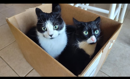 Entry image for Squirt and Saulie. Clicking this image will show a larger photo