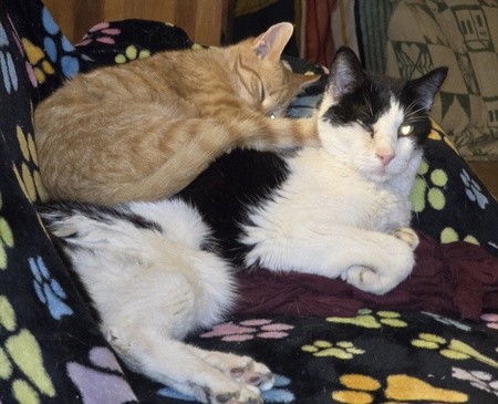 Entry image for Cosmo & Stuart. Clicking this image will show a larger photo