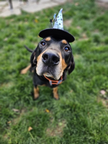 Entry image for Beau. Clicking this image will show a larger photo