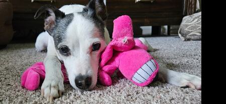 Entry image for Scrappy. Clicking this image will show a larger photo