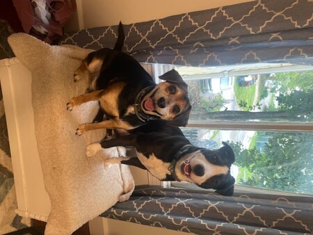 Entry image for Remi and Sundae. Clicking this image will show a larger photo