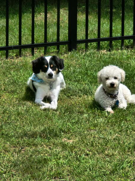 Entry image for Turbo, left and Winston, right. Clicking this image will show a larger photo