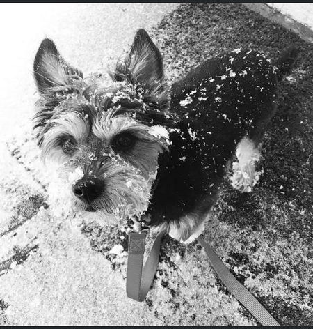 Entry image for Winston . Clicking this image will show a larger photo