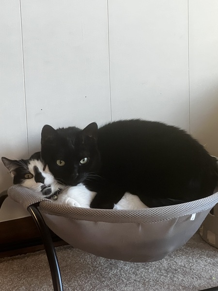 Entry image for Bitsy & Oreo. Clicking this image will show a larger photo