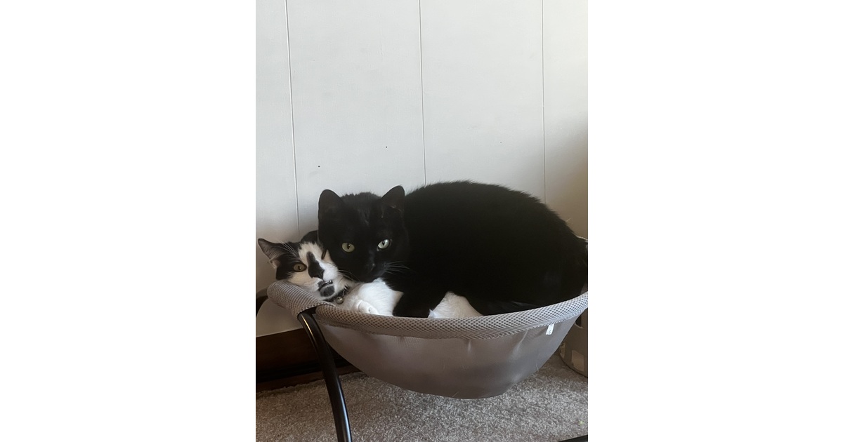 Vote for Bitsy & Oreo | Picture Pawfect Calendar Contest 2026