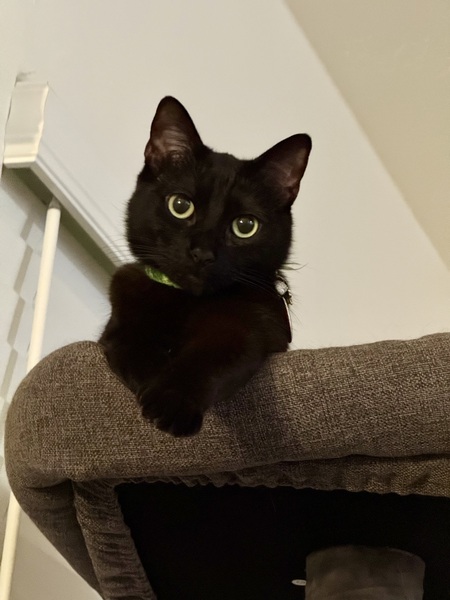 Bellatrix