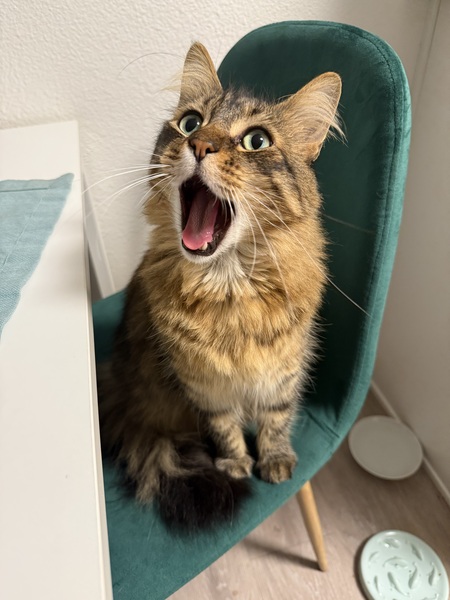 Tini