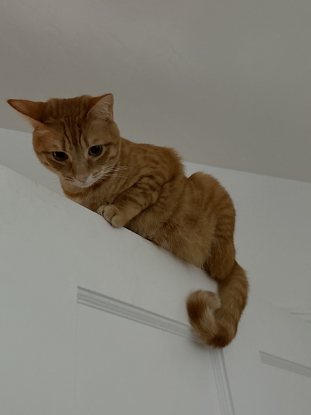 Milo
