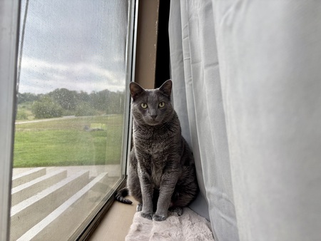 Gigi