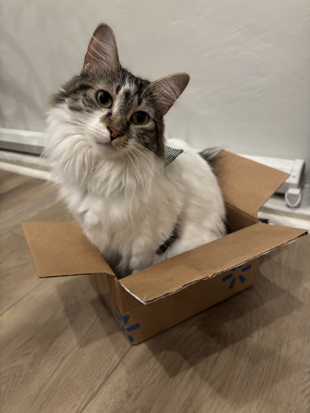 BonBon