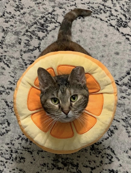 Phoebe