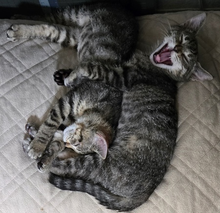 Kaipo & Kamea