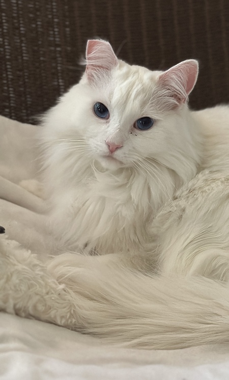 Snowy