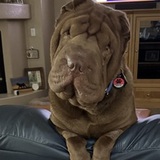 Entry image for Winston