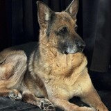Entry image for Willy