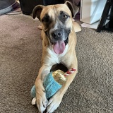 Entry image for Rufus