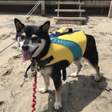 Entry image for Turbo 