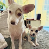 Entry image for Nugget and Steve the Pirate