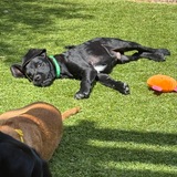 Entry image for Buddy