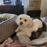 Entry image for Lily
