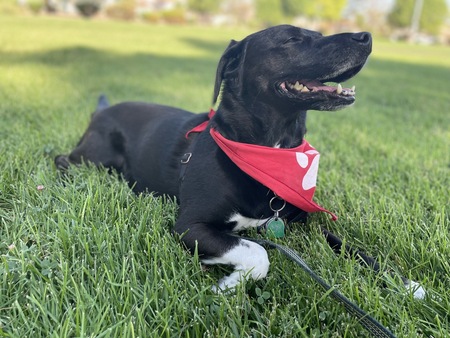 Oreo
