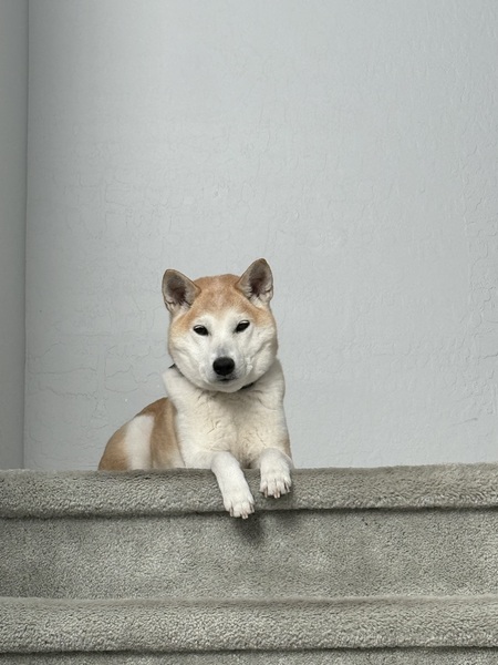 Blu