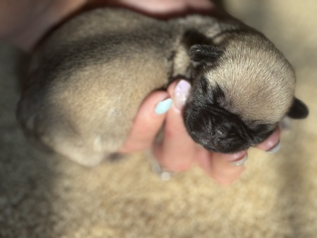 Pugtato