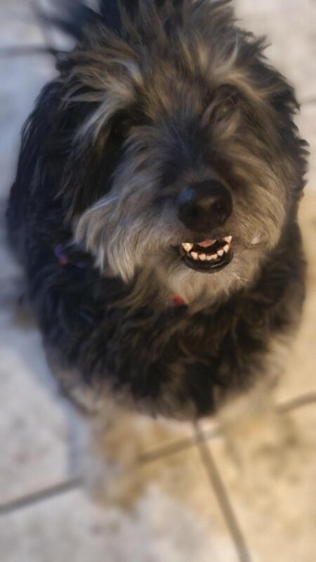 Shadow (AKA Scratchy Boy)