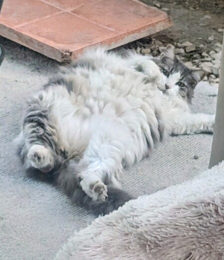 Fuzzy balls